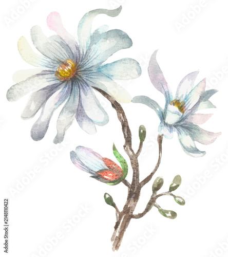 Star Magnolia. Watercolor hand drawing painted illustration.