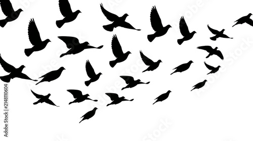 Fotografía Flock of black bird silhouettes flying in formation, isolated on transparent bac