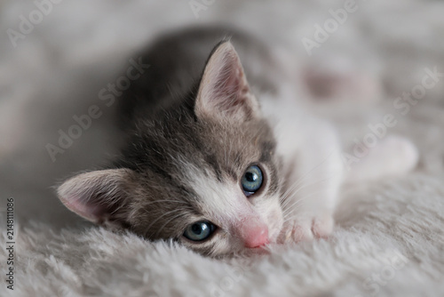 Cute tabby short hair kitten. kittens sleep on a bed . Top down view web banner. adorable cats. Postcard concept