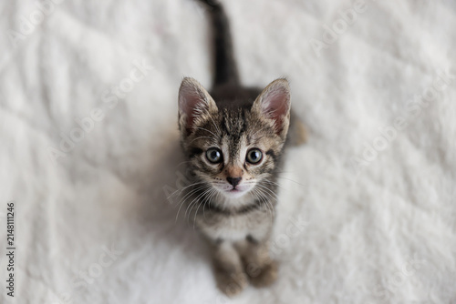 Cute tabby short hair kitten. kittens sleep on a bed . Top down view web banner. adorable cats. Postcard concept