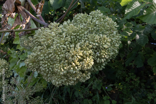 Giant hogweed seeds forming on an invasive toxic plant