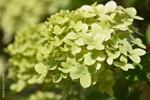 creamy Hydrangea