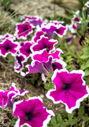 Flores violetas llamadas petunias picotee plamtadas en un jardín