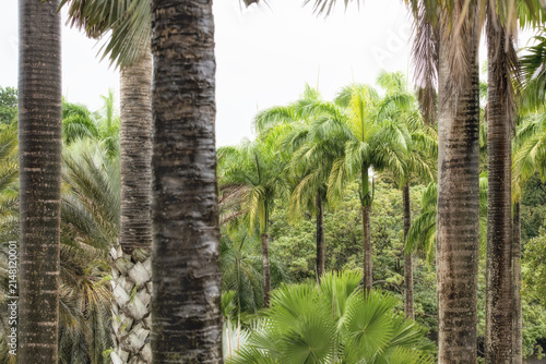 Palmtrees in the beautiful nature of the island Martinique.