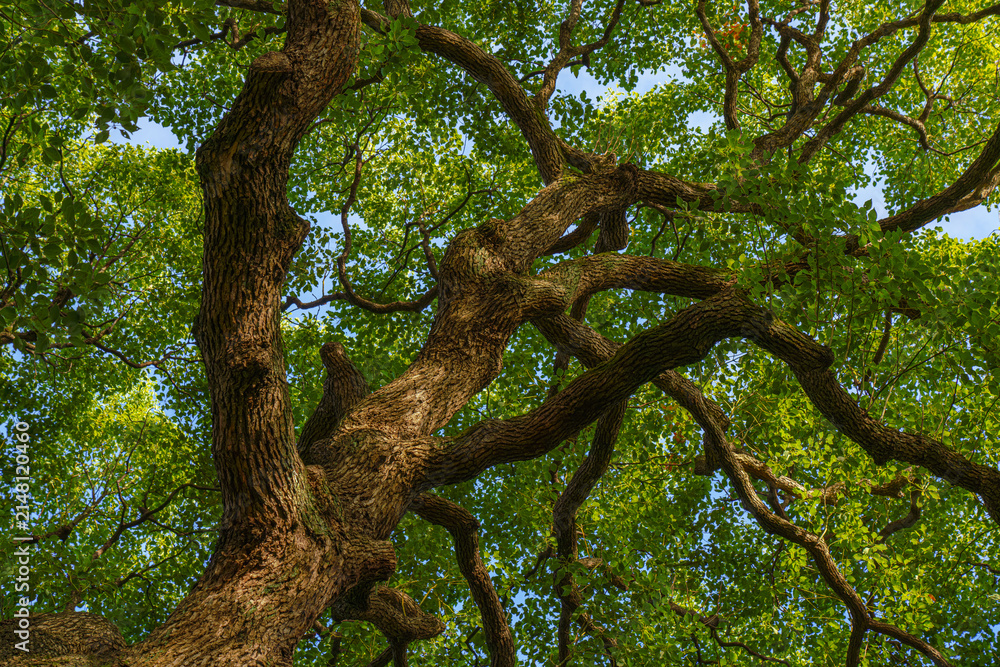 Fototapeta premium Tokyo, Japan - Oct 01 2024, panoramic view of crown of a spreading tree from below, with sunbeams and blue sky filtering through foliage, in a garden on grounds of Tokyo Imperial Palace, Tokyo, Japan