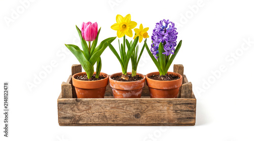 Spring flowers in terracotta pots inside a rustic wooden crate isolated on white background