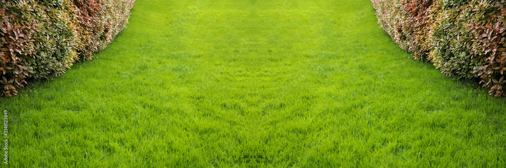 Obraz premium lawn landscaping with green grass turf in garden home Lush green grass with neatly trimmed round shrubs bushes in warm sunlight, inviting and natural Perspective view