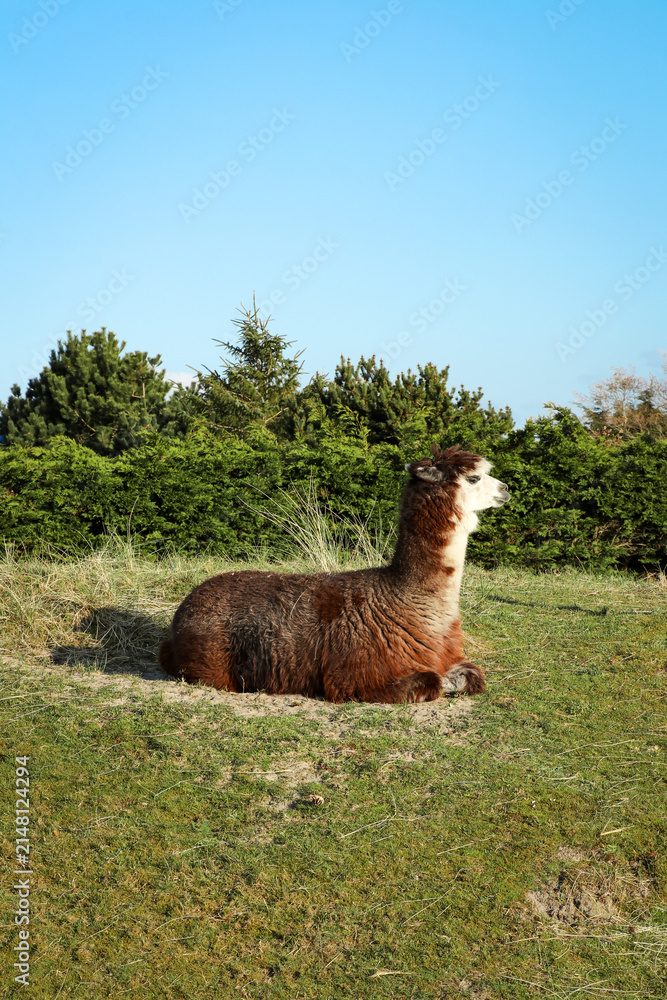 Obraz premium Alpaca resting in grass field dune landscape with blue sky and foliage background. Vertical photo of cute fluffy animal at petting zoo. Captured on Dutch island Ameland in The Netherlands.