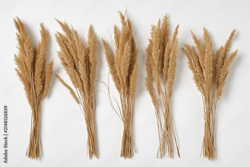 Fototapeta premium Bundled Pampas Grass Stems Aligned in a Row
