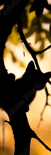 Silhouette of a curious cat peeking out from behind a tree branch, playful, feline
