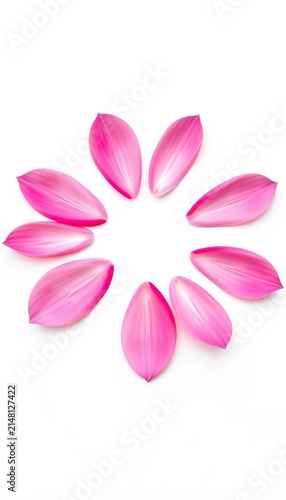Six pink flower petals arranged in a circle isolated on white background, ||Soft, elegant