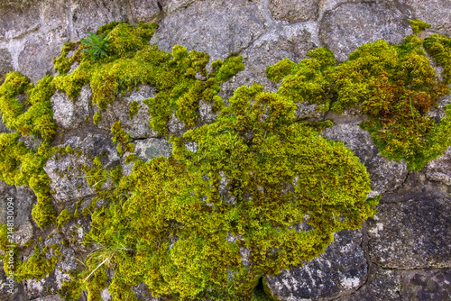 Vibrant green moss covering an old natural stone wall, creating an organic texture and abstract background in the Black Forest, Germany.