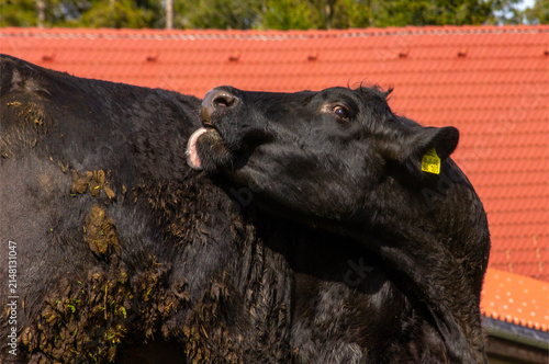 Close-up of a black cow scratching itself on a traditional farm in the Black Forest region of Germany.