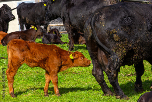 Young brown calf standing beside black cattle on a grassy pasture at a traditional farm in the Black Forest, Germany.