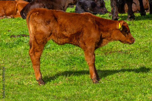 Young brown calf standing on a lush green pasture surrounded by cattle on a traditional farm in the Black Forest, Germany.