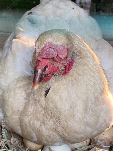 Obraz na plátně Close-up of a white hen brooding sitting on eggs in nest with warm sunlight hitt
