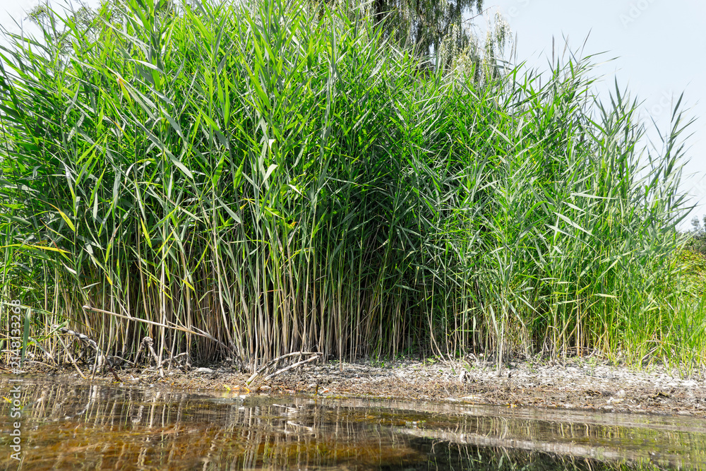 Obraz premium Growing beautiful reeds on the shore of a lake in summer