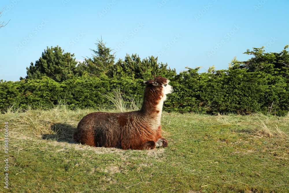 Fototapeta premium Alpaca resting in grass field dune landscape with blue sky and foliage background. Captured on Dutch island Ameland in The Netherlands. Horizontal photo of animal at petting zoo.