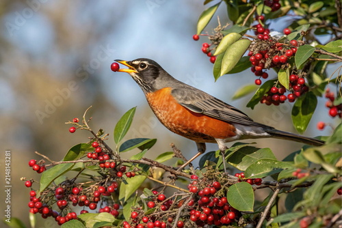 An American robin perched on a branch eating red berries in a garden during the autumn season