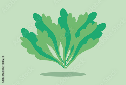 Lettuce Concept IllustrationVector Style