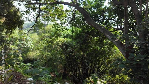 trees in the forest