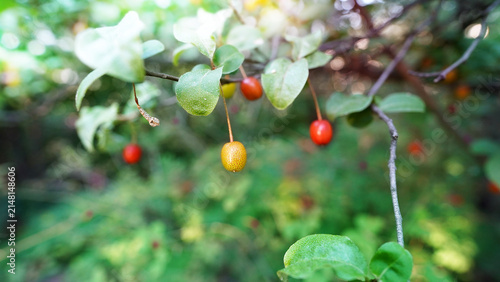 Ripening Red Goumi Berries (Elaeagnus) on Branch in Late Spring