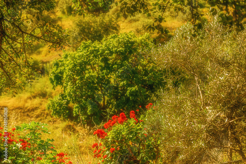 Trees and plant with red flowers in sunny countryside. Andalusia, Spain.
