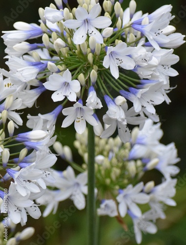 two-colored African lily