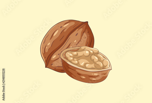 Walnut Concept IllustrationVector Style