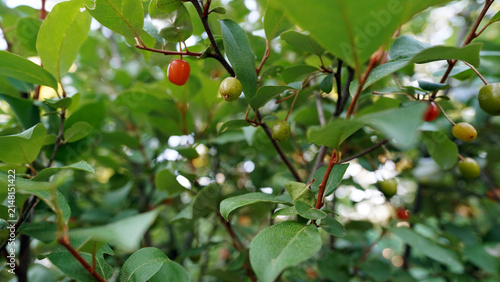 Ripening Red Goumi Berries (Elaeagnus) on Branch in Late Spring