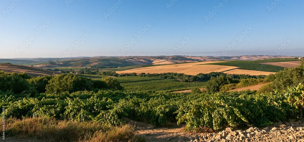 Obraz premium Vineyards and golden grain fields stretch across a peaceful rural valley bathed in sunlight.