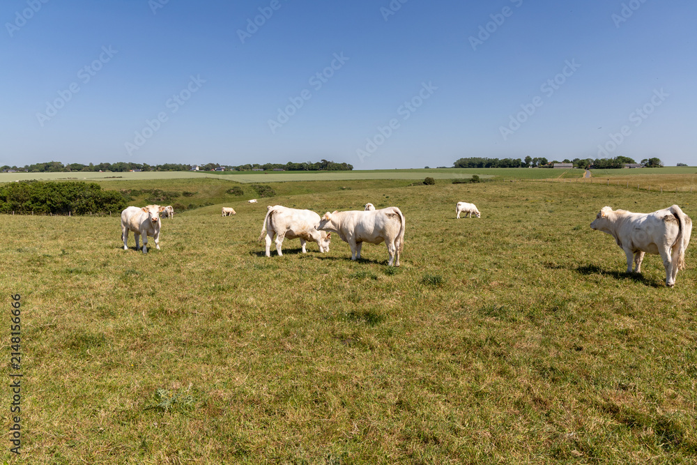 Fototapeta premium Cows grazing in a green valley at La Poterie-Cap-d'Antifer, Normandy, France 