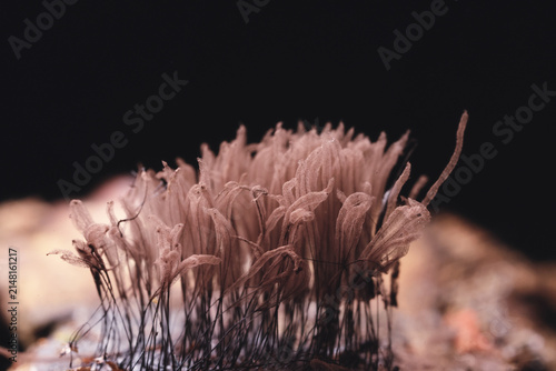 Quadro su tela Plasmodium, small unusual mushrooms, mushroom spores, mycelium macro photo