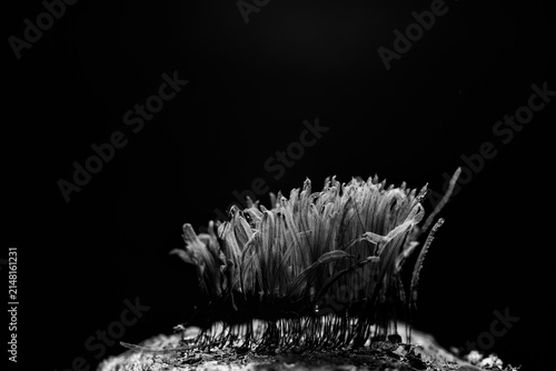Foto Plasmodium, small unusual mushrooms, mushroom spores, mycelium macro photo
