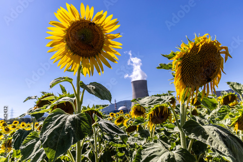 Sunflowers in front of Nuclear Power Plant 