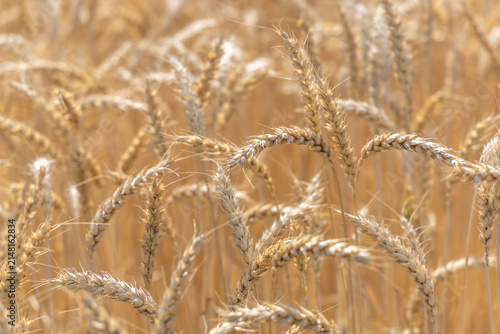 Rye field in summer in Switzerland