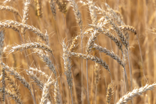 Rye field in summer in Switzerland