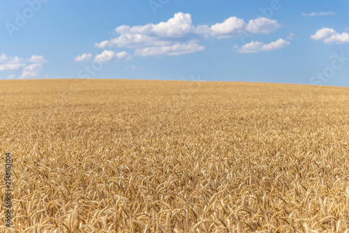 Rye field in summer in Switzerland