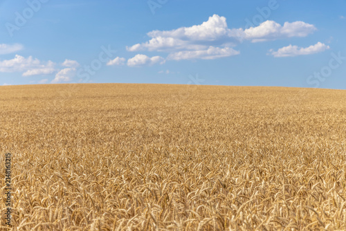 Rye field in summer in Switzerland