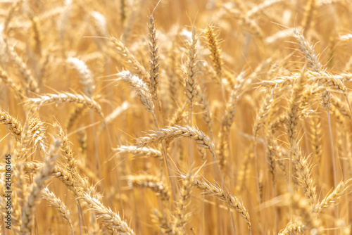 Rye field in summer in Switzerland