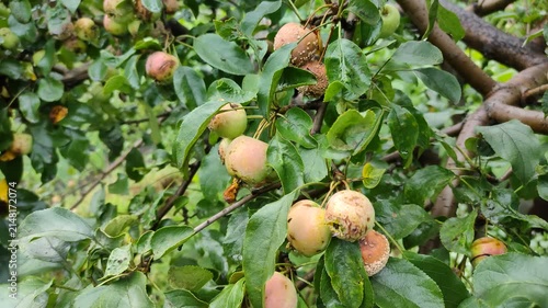 Apples with rot hanging on tree branch in orchard video