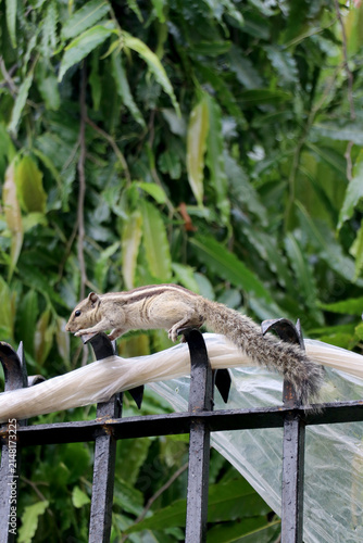 a beautiful  Squirrel, known scientifically as Funambulus palmarum.