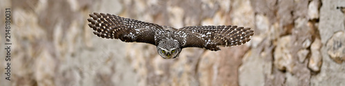 Little owl in flight // Steinkauz im Flug (Athene noctua) - Extremadura, Spanien