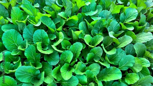 Fresh green mustard greens are thriving in the garden.