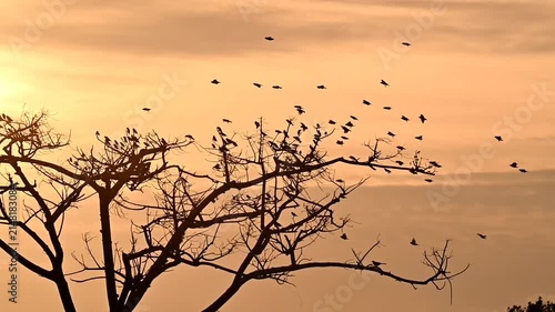 Unique moments for bird 