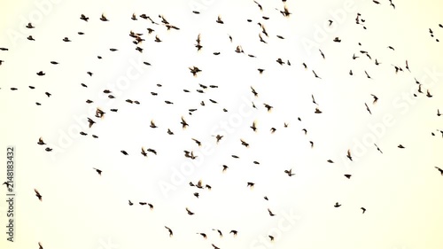 Unique moments for bird 