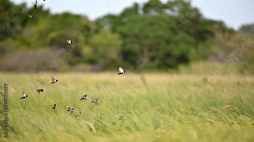 Unique moments for bird 