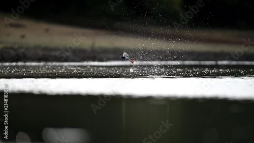 Unique moments for bird 