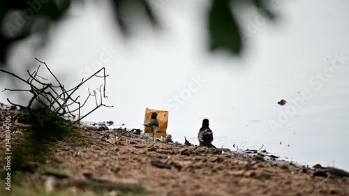 Unique moments for bird 