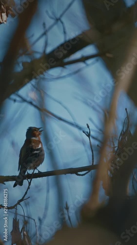 Eurasian Chaffinch, Common Chaffinch